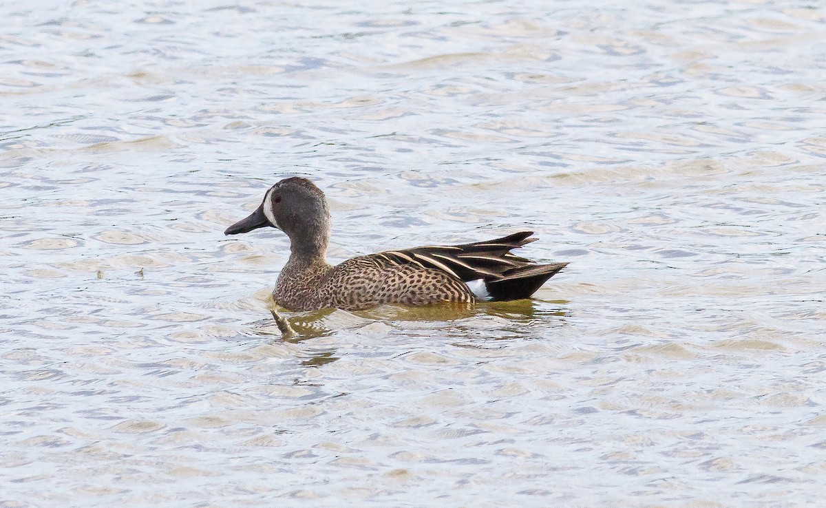 Blue-winged Teal - ML53306981