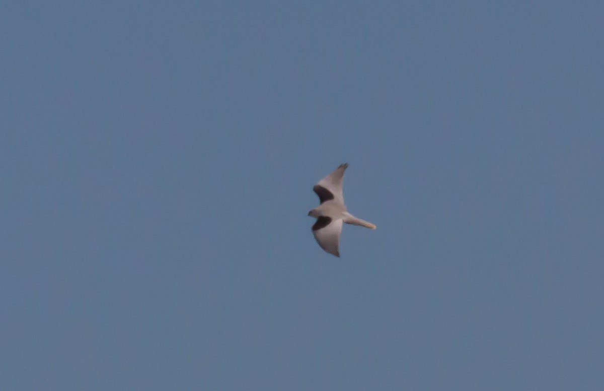 White-tailed Kite - Nick Pulcinella