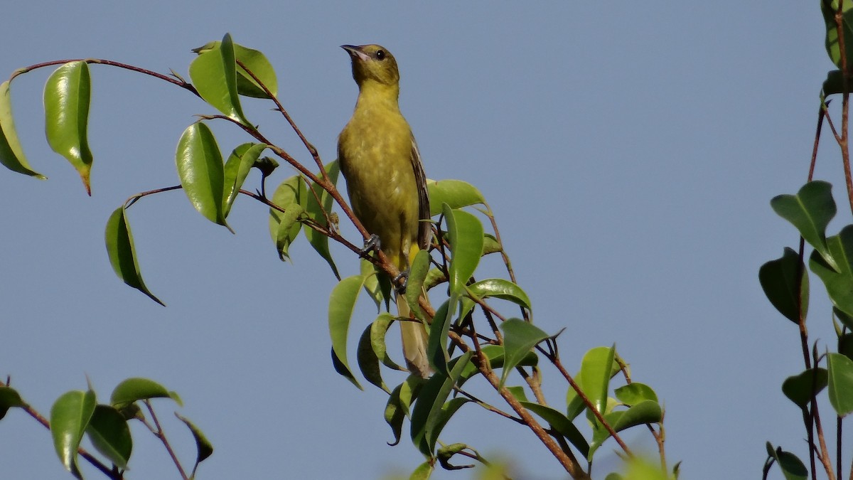 Orchard Oriole - ML53307321