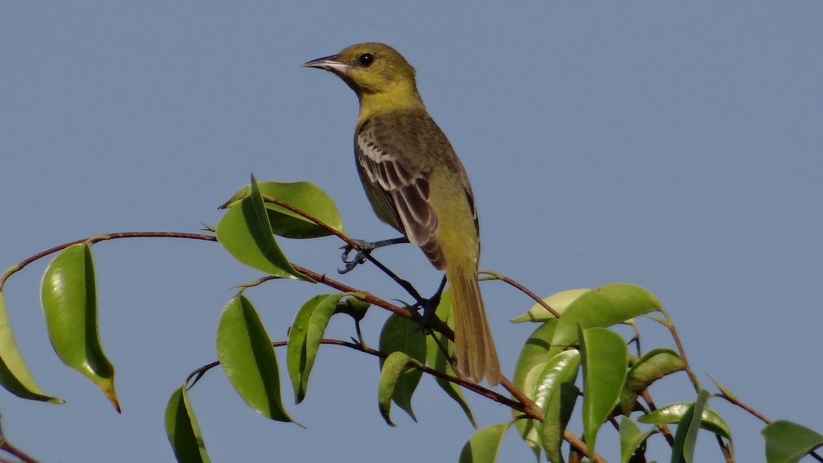 Orchard Oriole - ML53307381