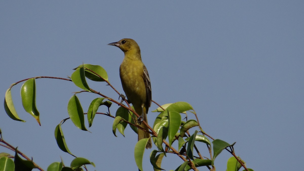 Orchard Oriole - ML53307411