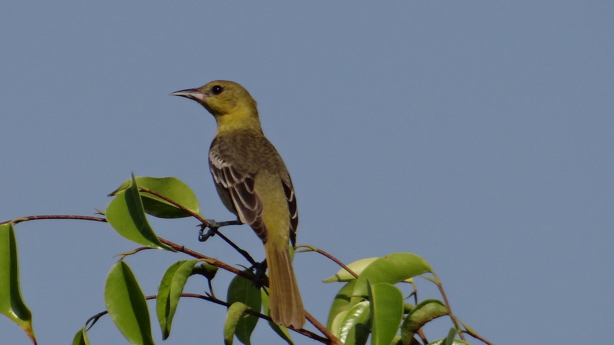 Orchard Oriole - ML53307421