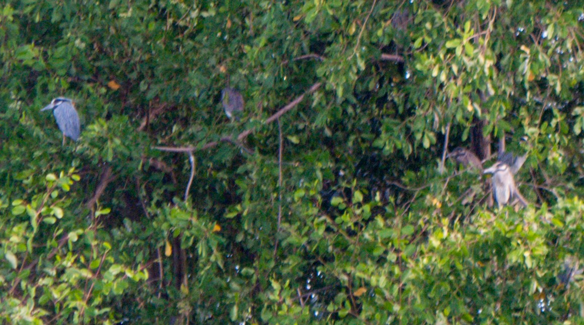 Yellow-crowned Night Heron - ML533074331