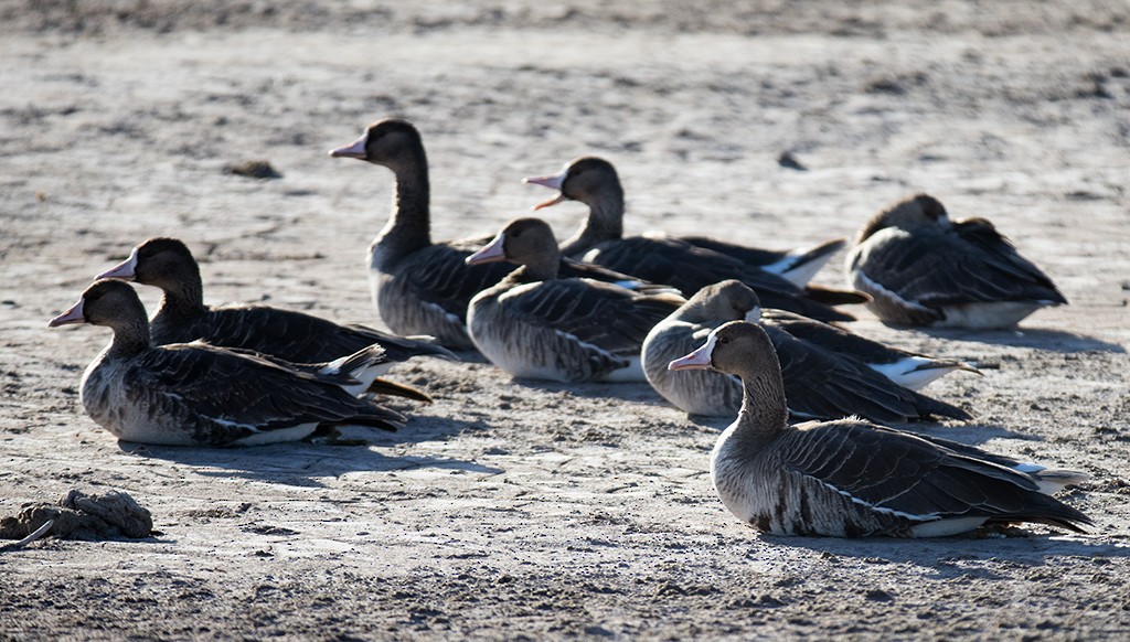 Greater White-fronted Goose - ML533075761