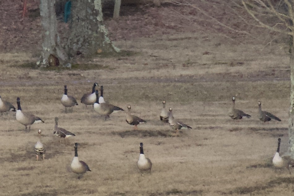 Greater White-fronted Goose - ML533075861