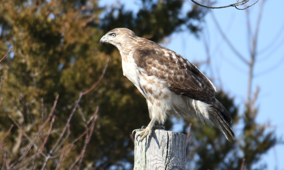 Red-tailed Hawk - ML533078811