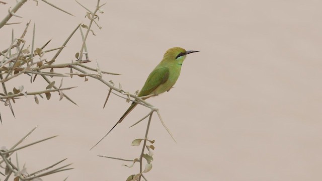 African Green Bee-eater - ML533079661