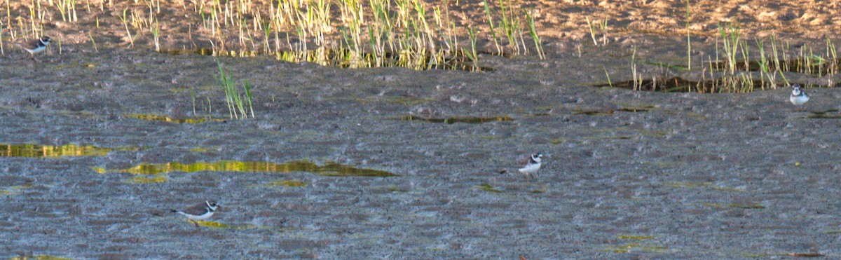Semipalmated Plover - ML533080541