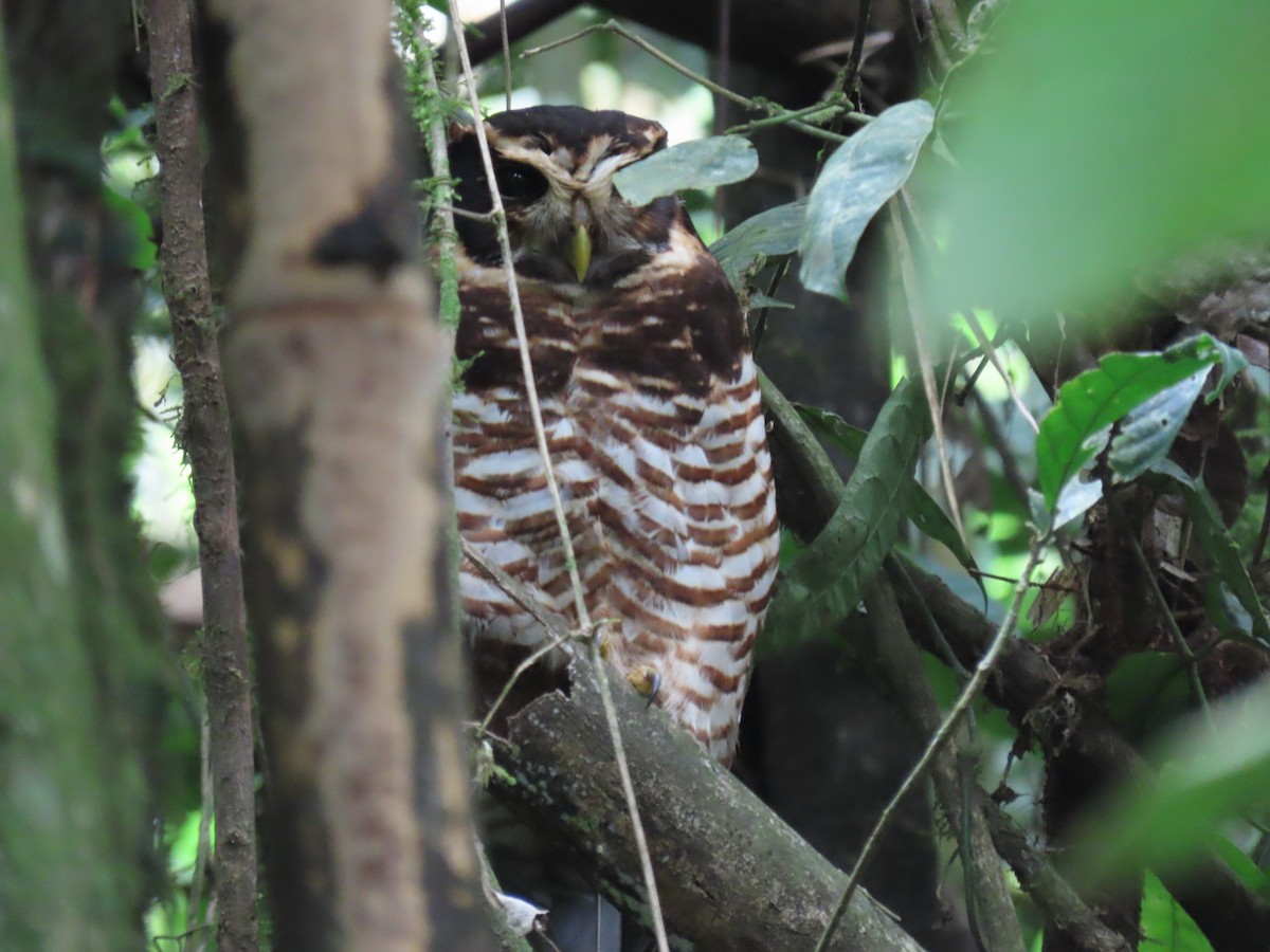 Band-bellied Owl - Andrew Pratt