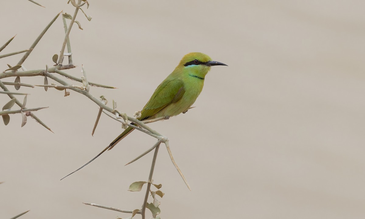 African Green Bee-eater - ML533080831
