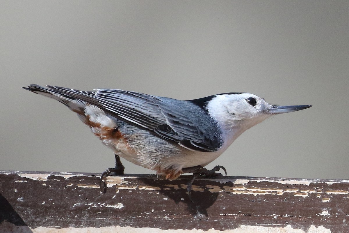 White-breasted Nuthatch - ML533082171