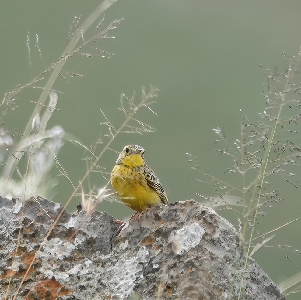 Yellow-breasted Pipit - ML533083931