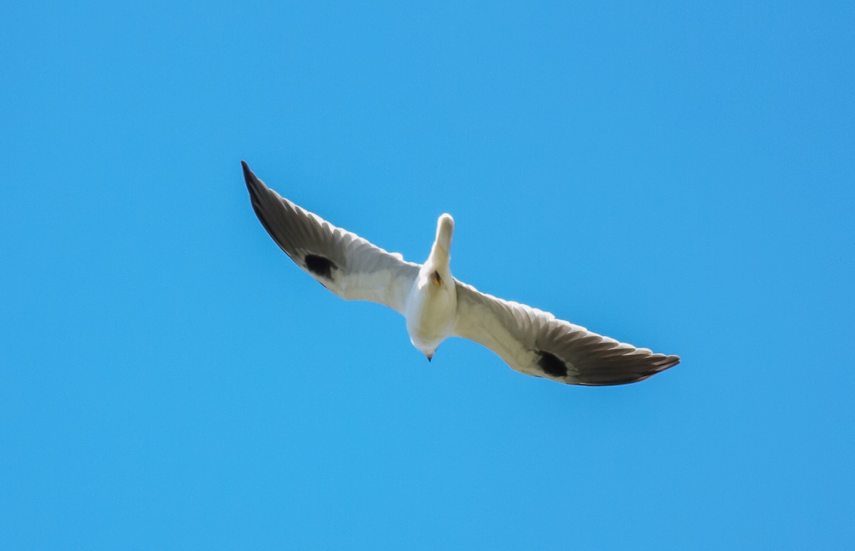 White-tailed Kite - ML53308431