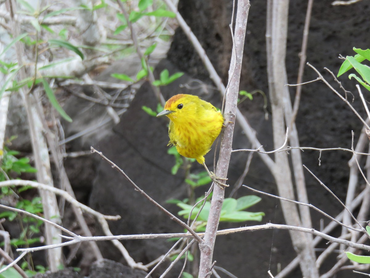 Yellow Warbler (Galapagos) - ML533088021