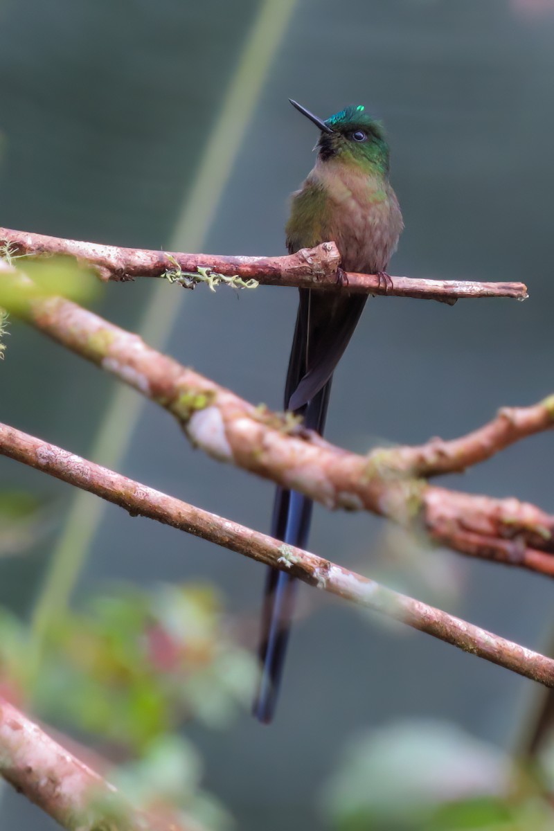 Violet-tailed Sylph - ML533088841
