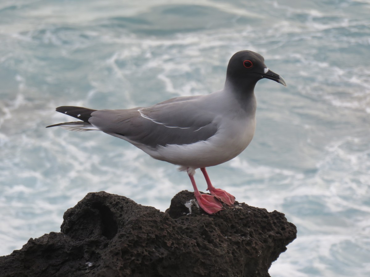 Swallow-tailed Gull - ML533089091