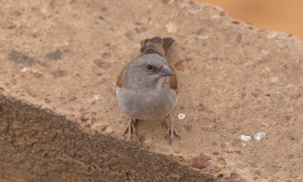 Northern Gray-headed Sparrow - Paul Fenwick