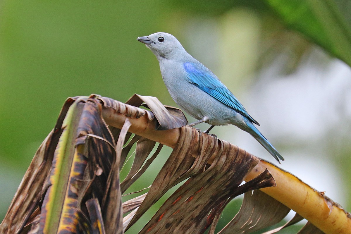 Blue-gray Tanager - ML533091811