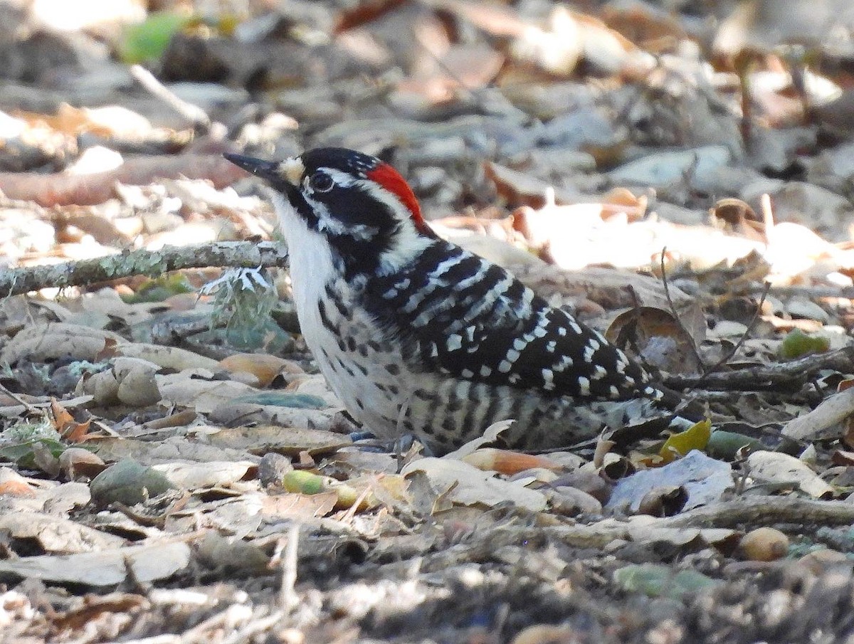 Nuttall's Woodpecker - ML533092801