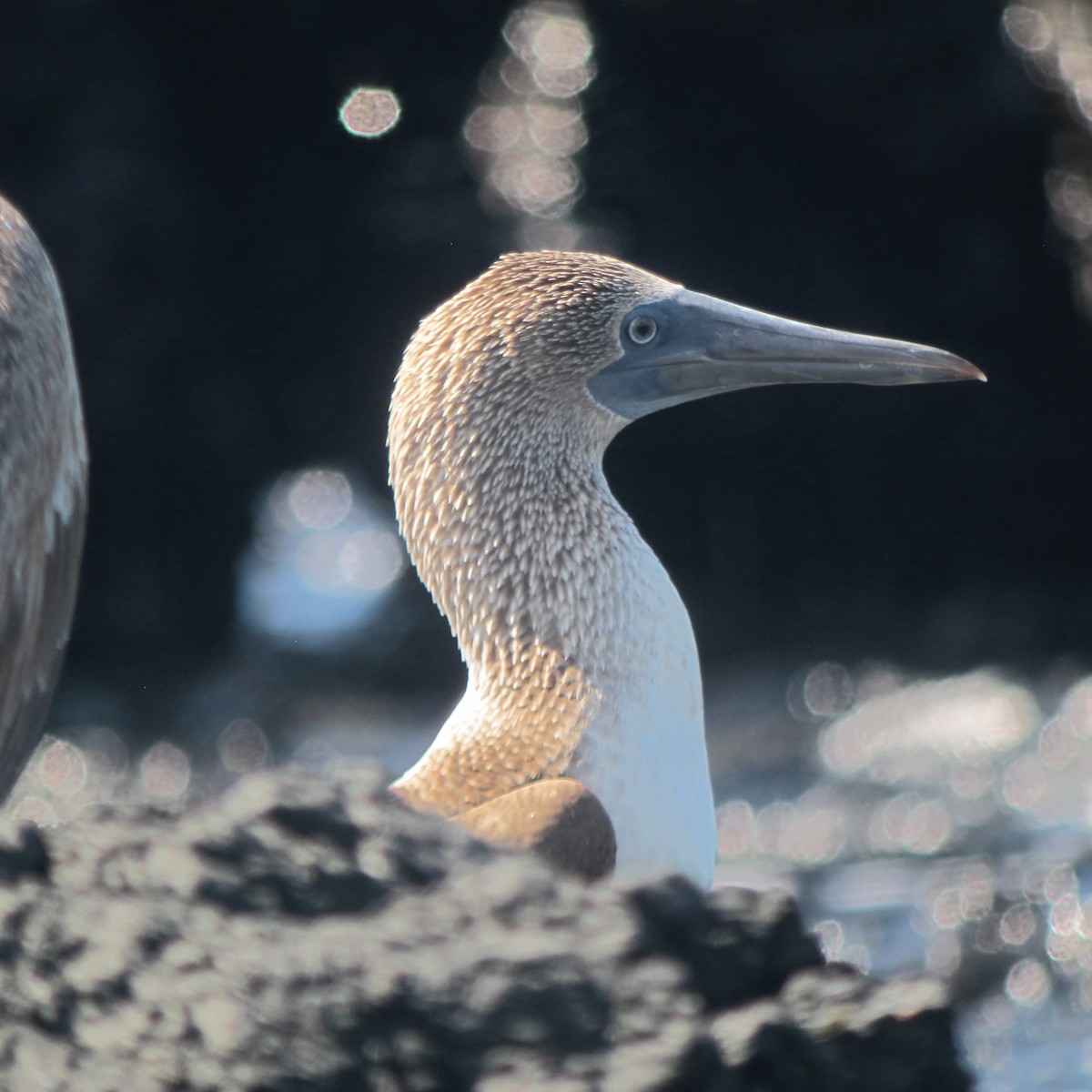 Blue-footed Booby - ML533094571