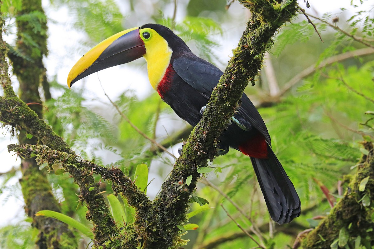 Yellow-throated Toucan - Nathan Wall