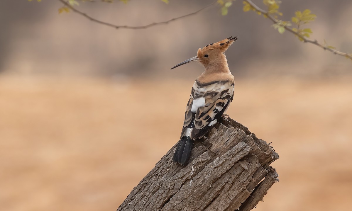Eurasian Hoopoe (Central African)