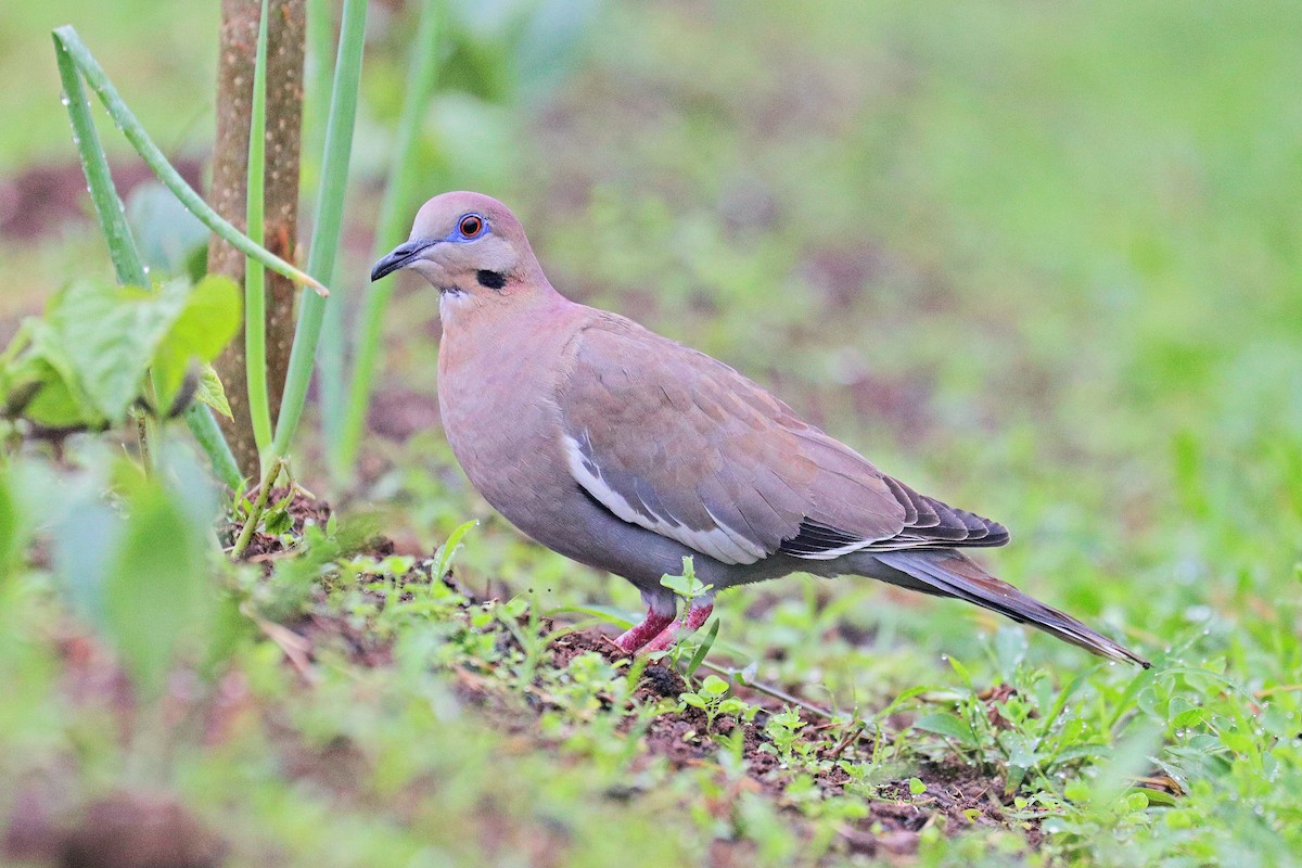 White-winged Dove - Nathan Wall