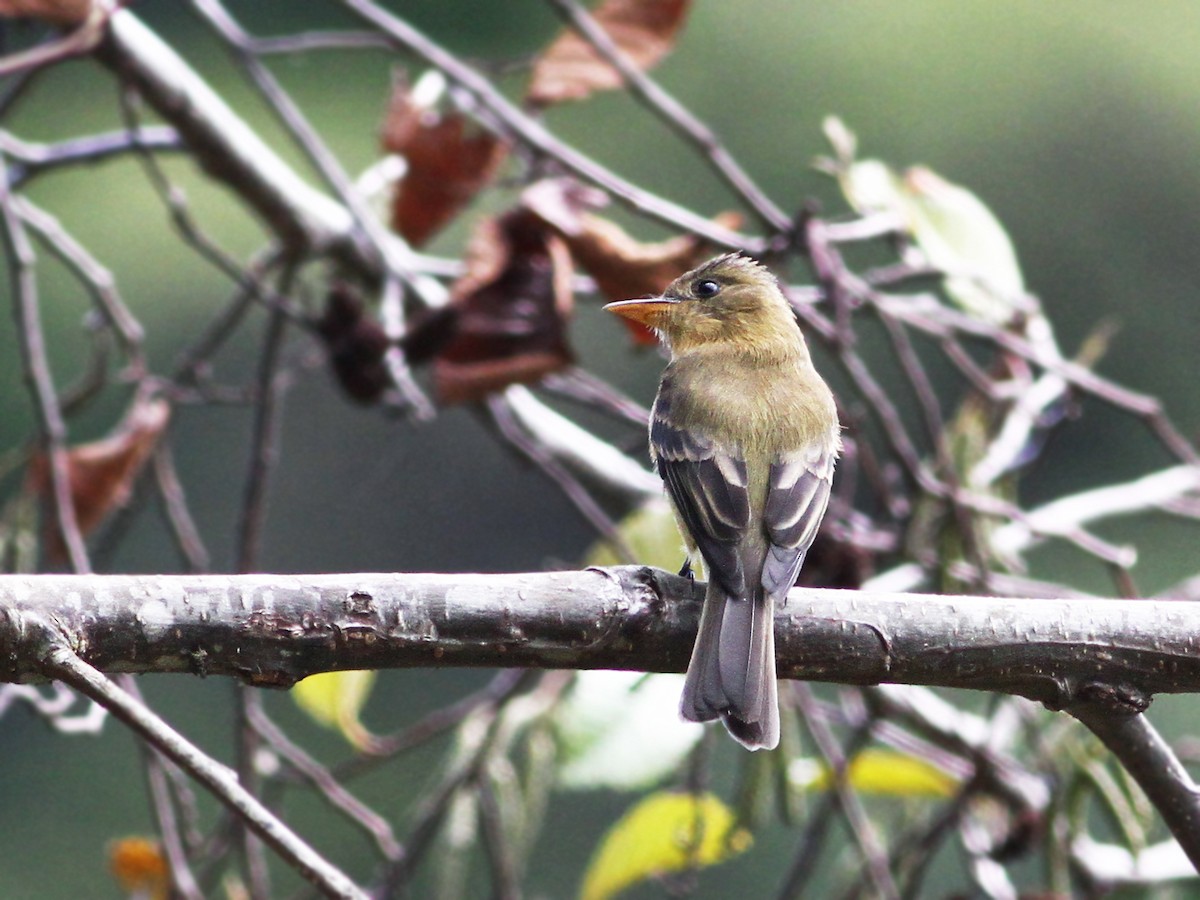 Ochraceous Pewee - ML53309681