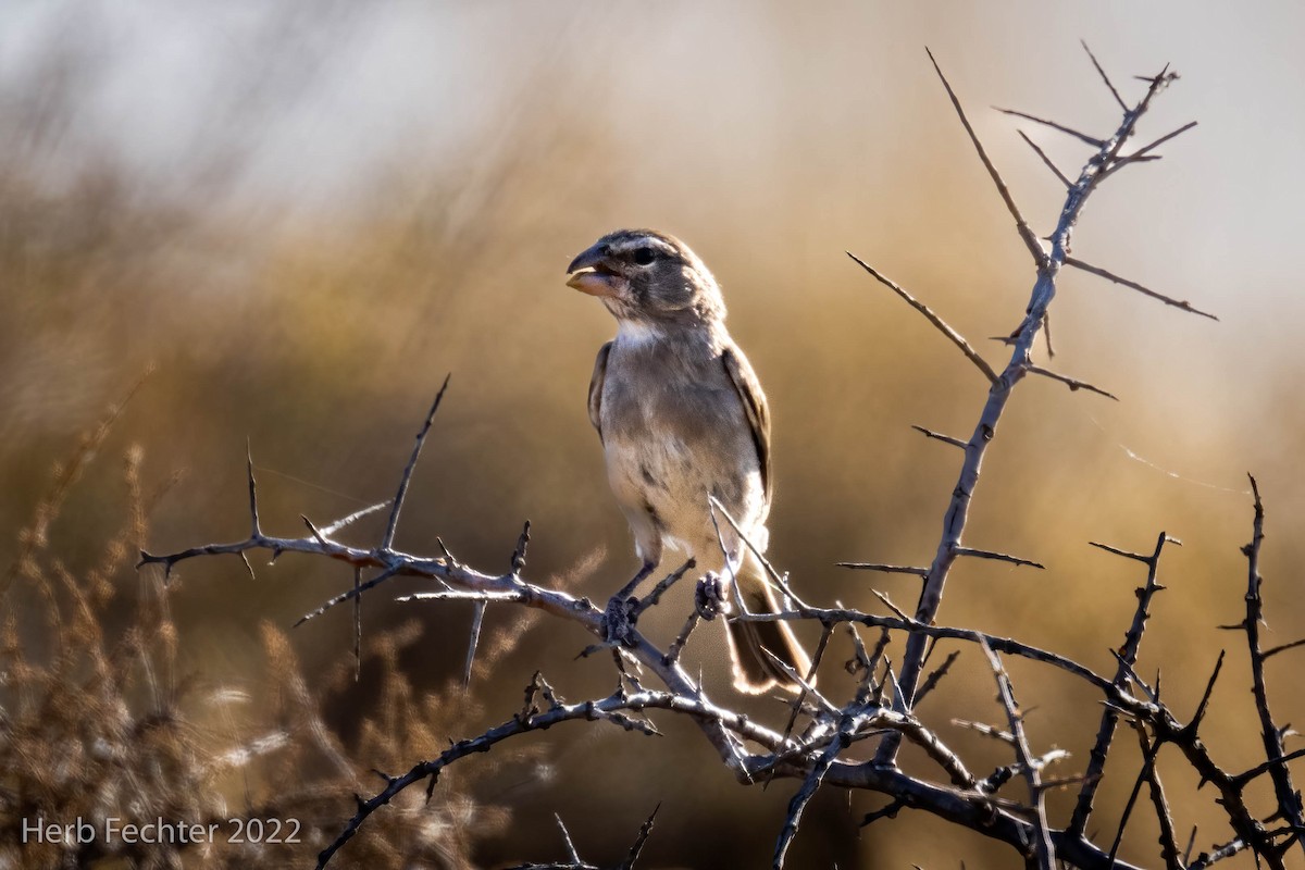 White-throated Canary - ML533098171