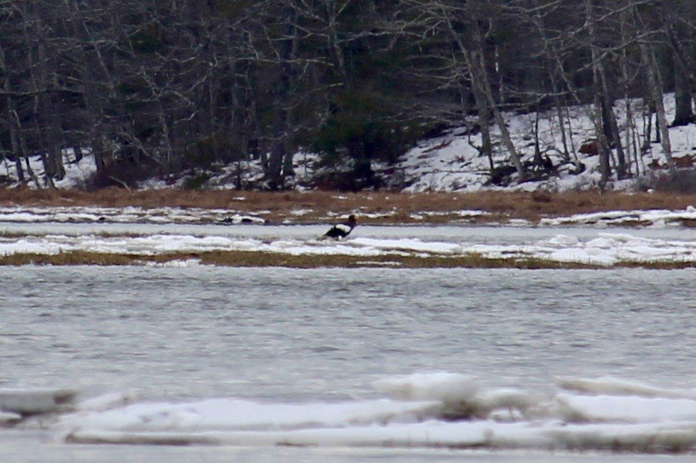 eBird Checklist 8 Feb 2023 Flying Point Preserve, 9