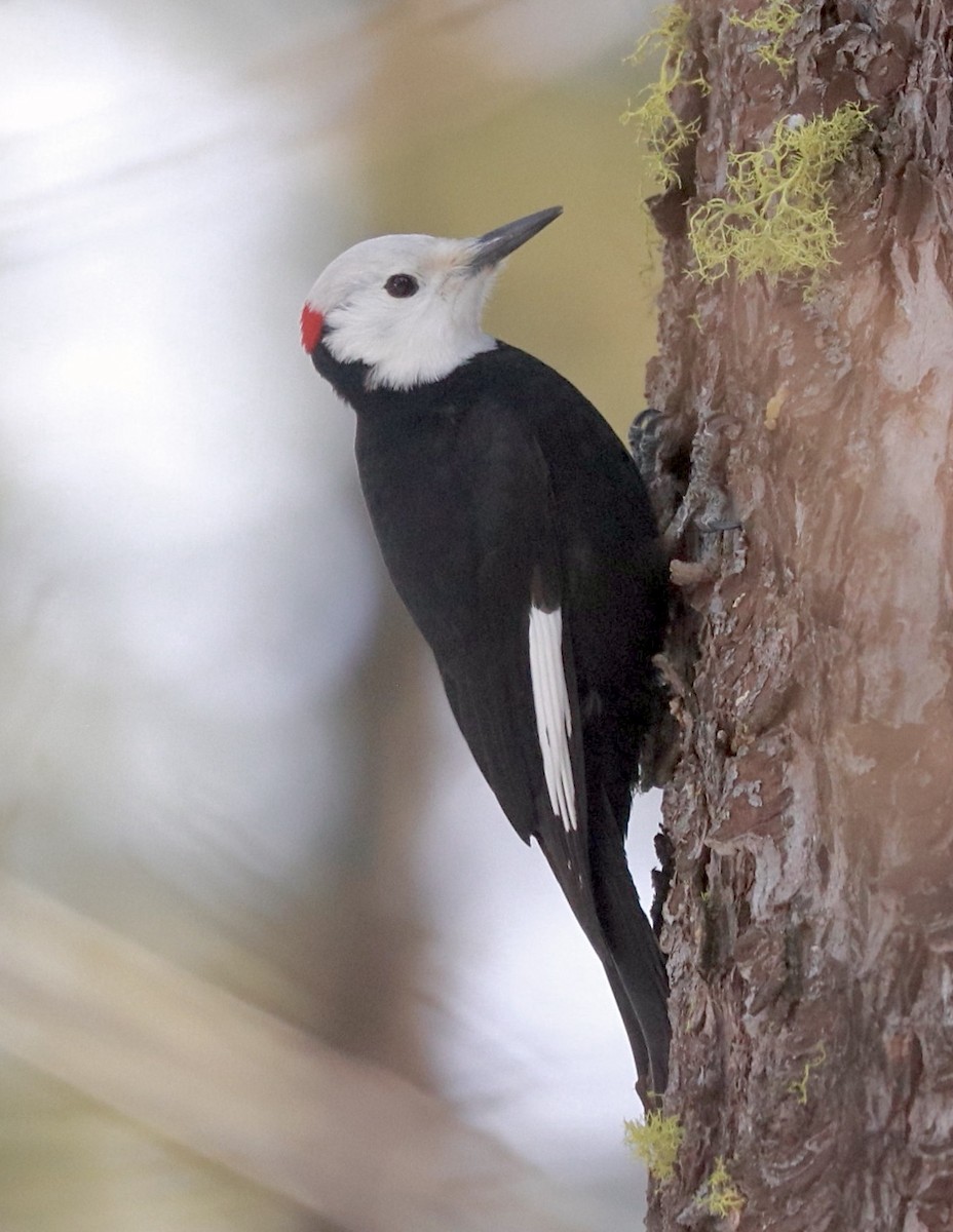 White-headed Woodpecker - ML533098841