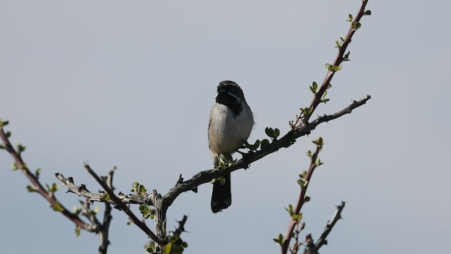 Black-throated Sparrow - ML533100521