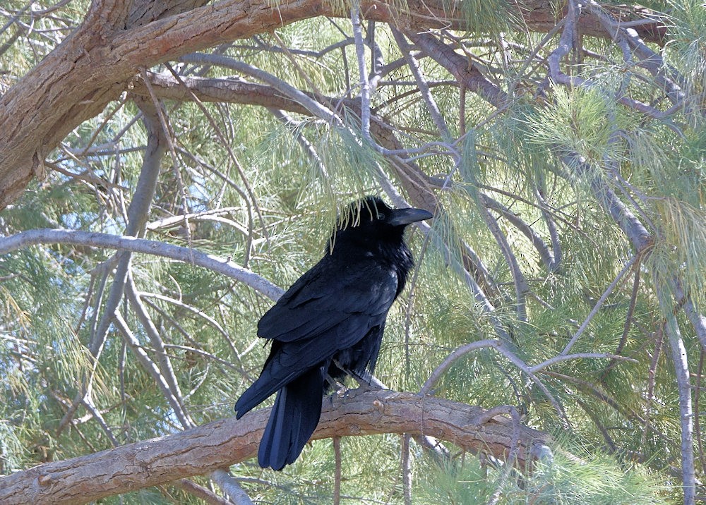 Common Raven - ML533102491