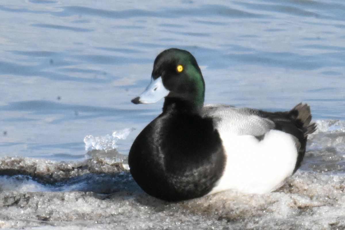 Greater Scaup - ML533103011