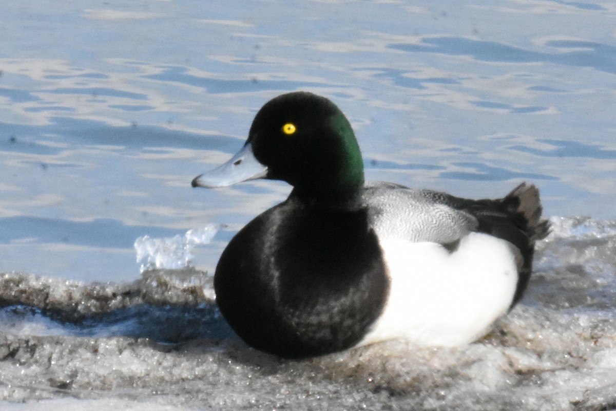 Greater Scaup - ML533103021