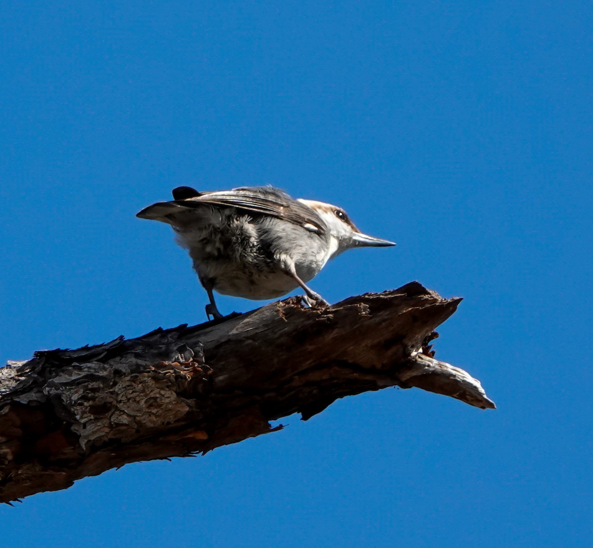 Brown-headed Nuthatch - ML533104281