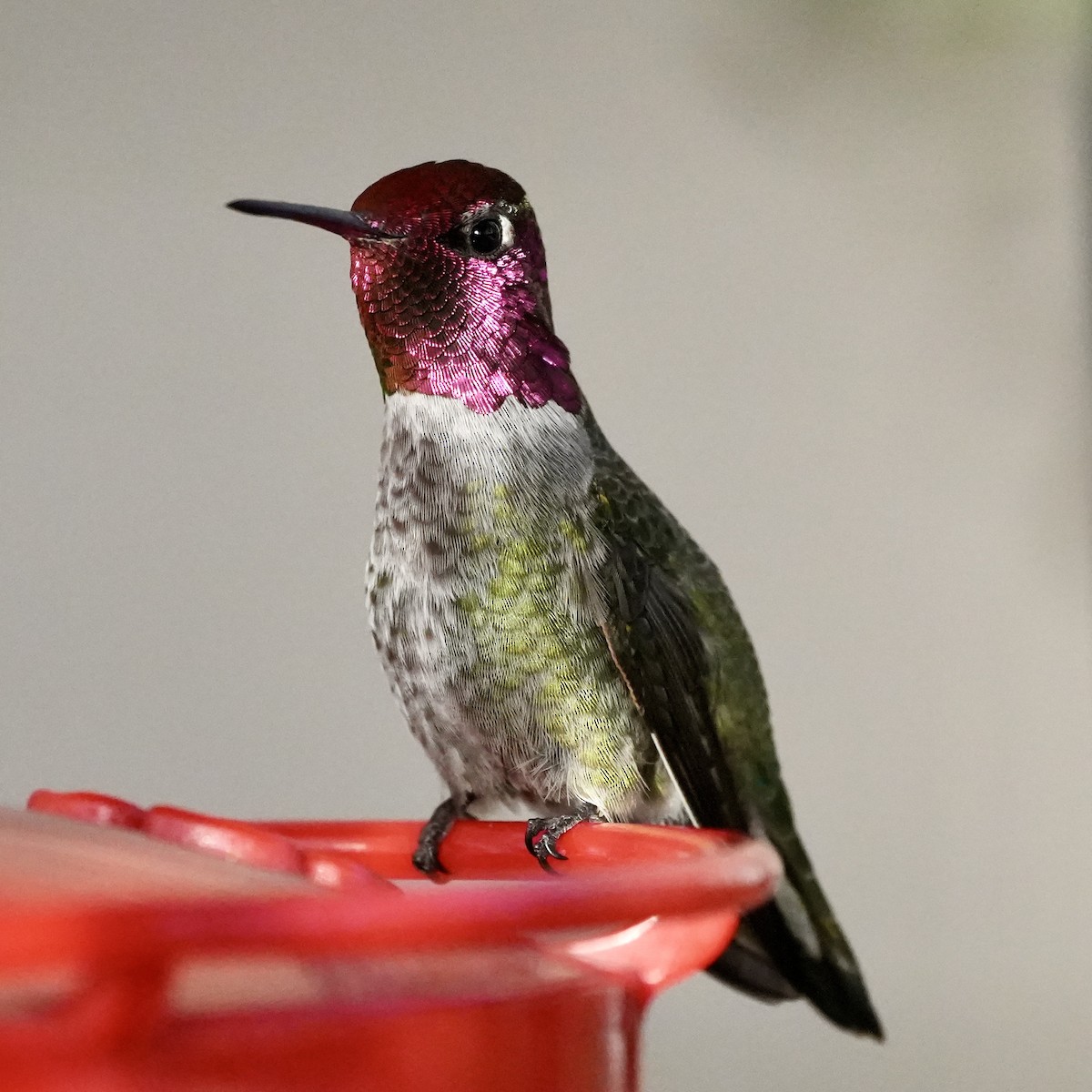 Anna's Hummingbird - ML533105981