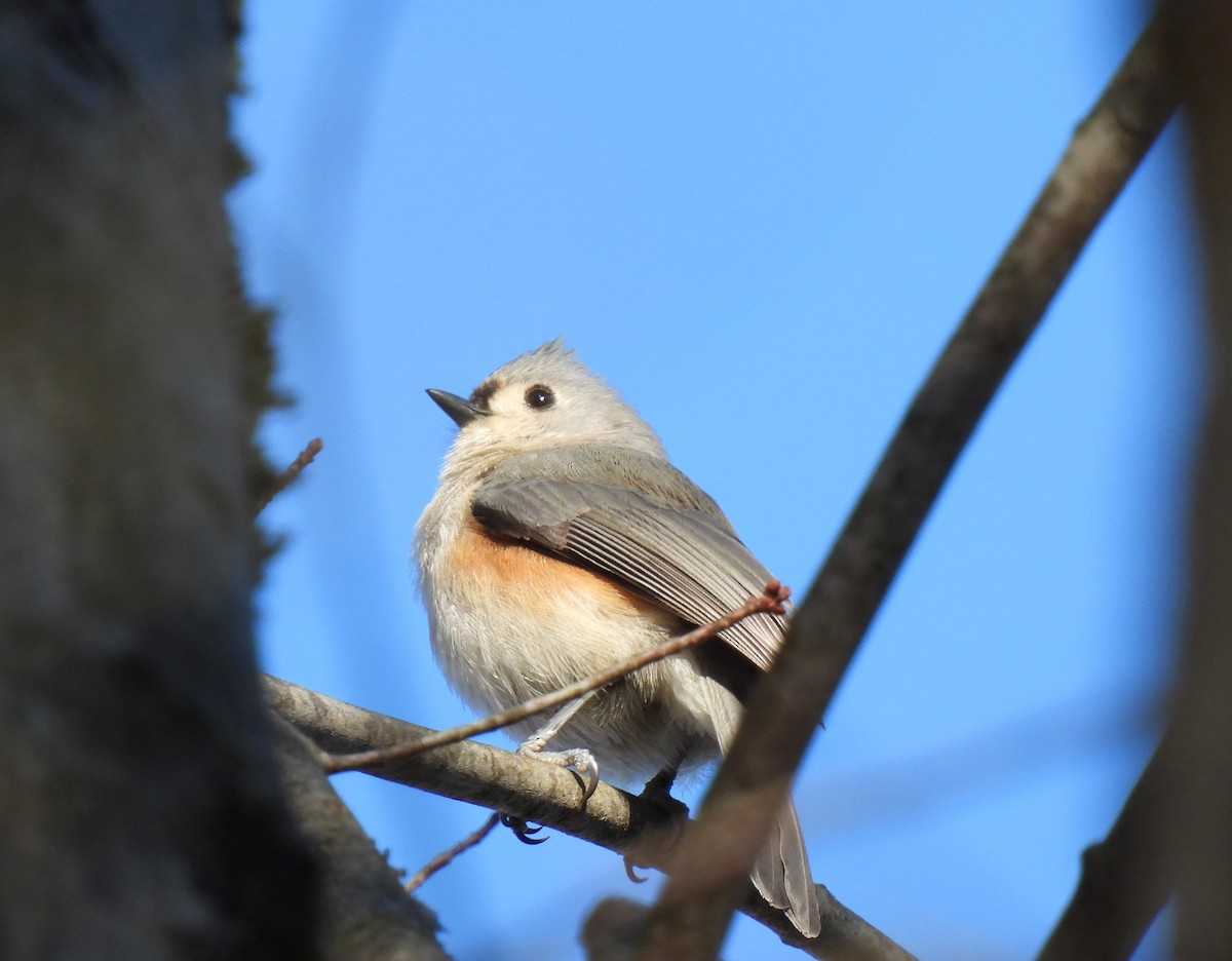 Mass Audubon eBird Checklist 8 Feb 2023 Assabet River NWR 11 species