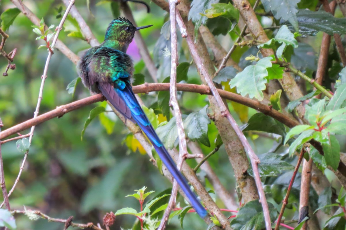Violet-tailed Sylph - ML533113341
