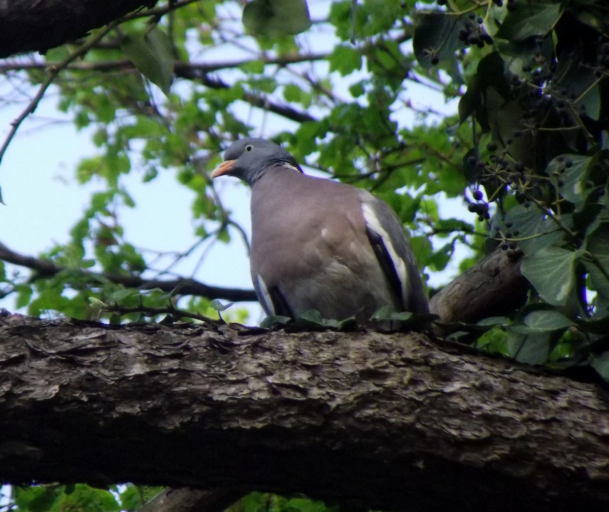 Common Wood-Pigeon - ML53311711