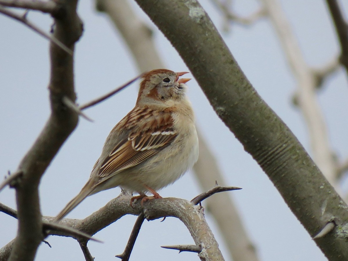 Field Sparrow - Karl Mechem