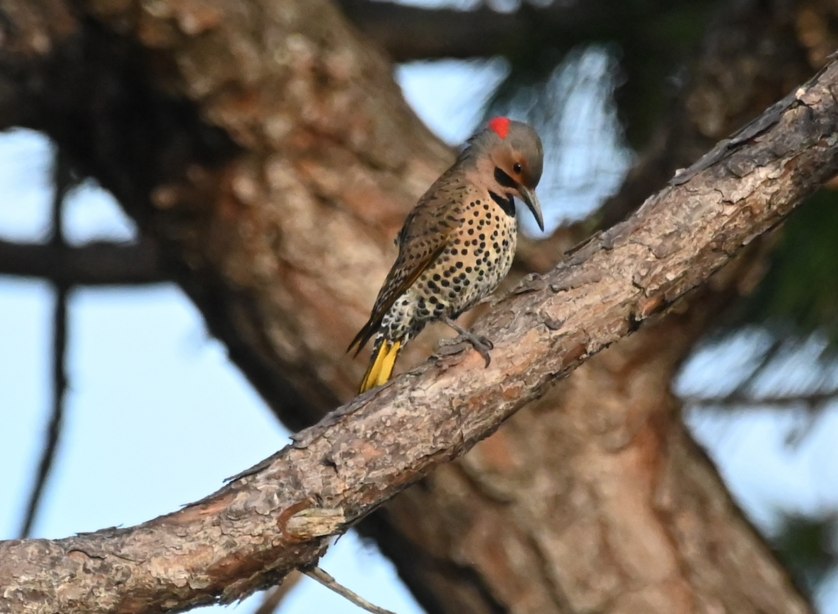 Northern Flicker (Yellow-shafted) - ML533135411
