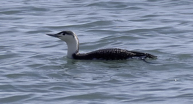 Red-throated Loon - ML533138361