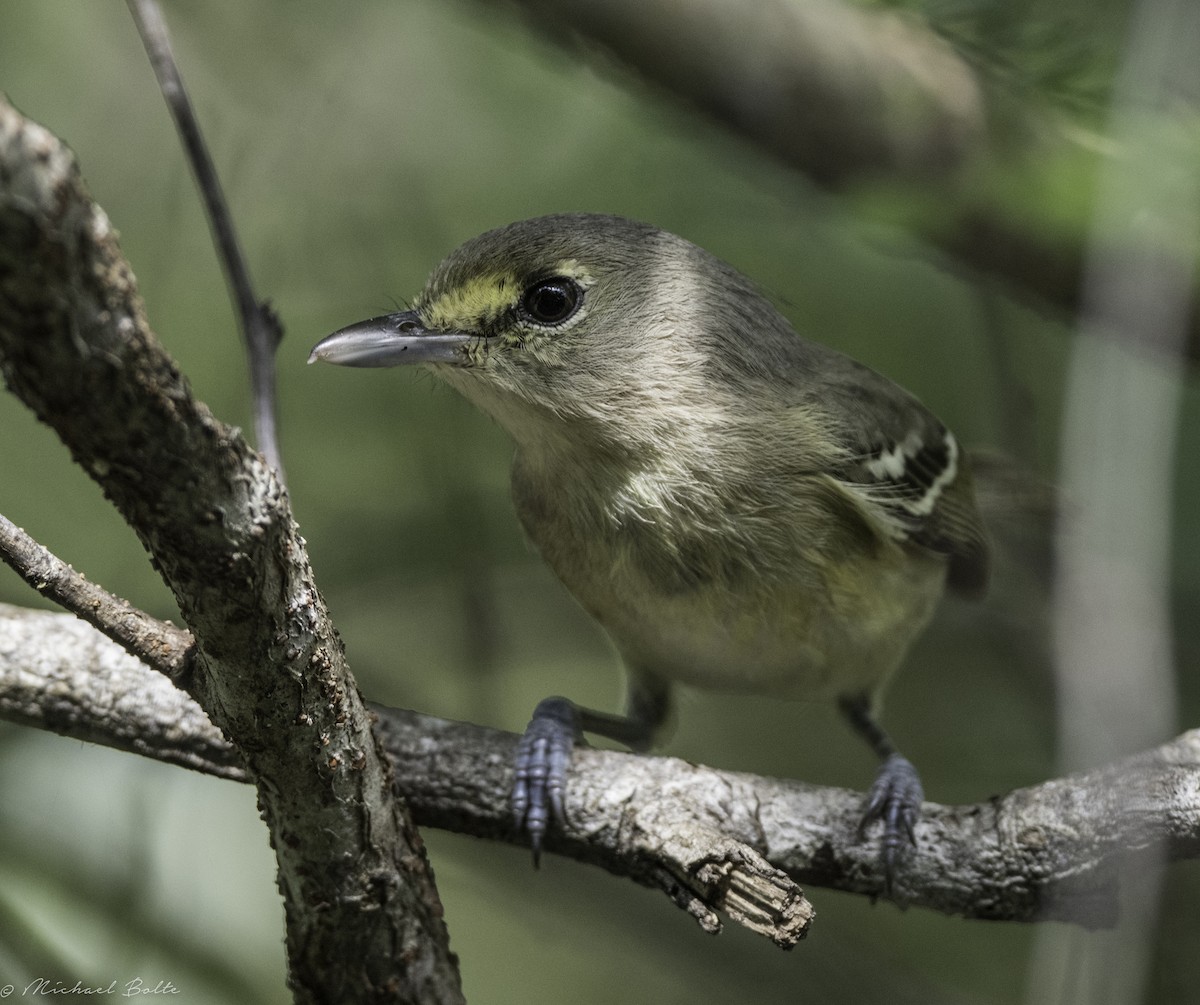 Thick-billed Vireo - ML533138531