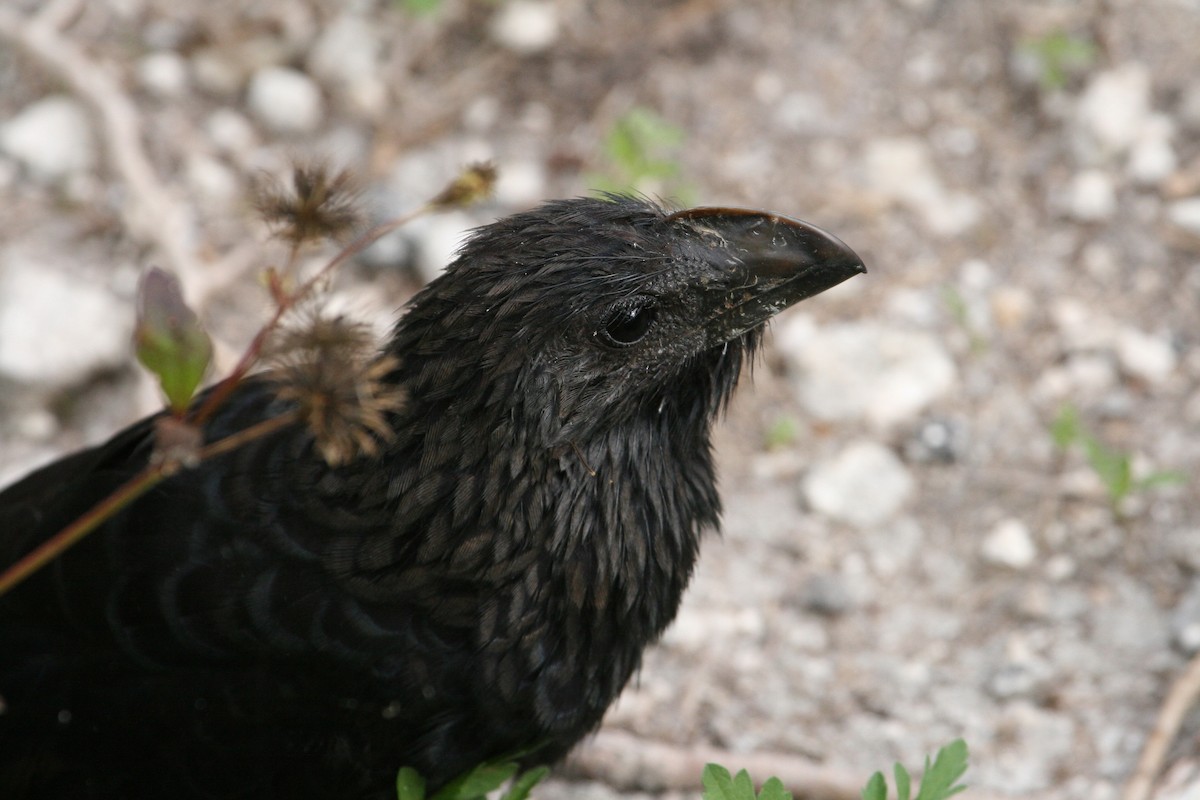 Smooth-billed Ani - Donnie Coody