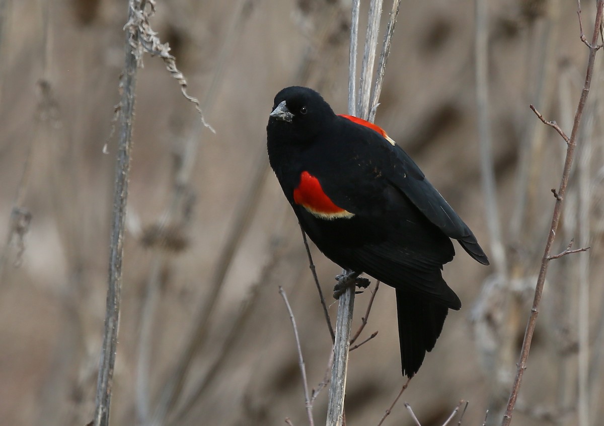 Red-winged Blackbird - Ron Sempier