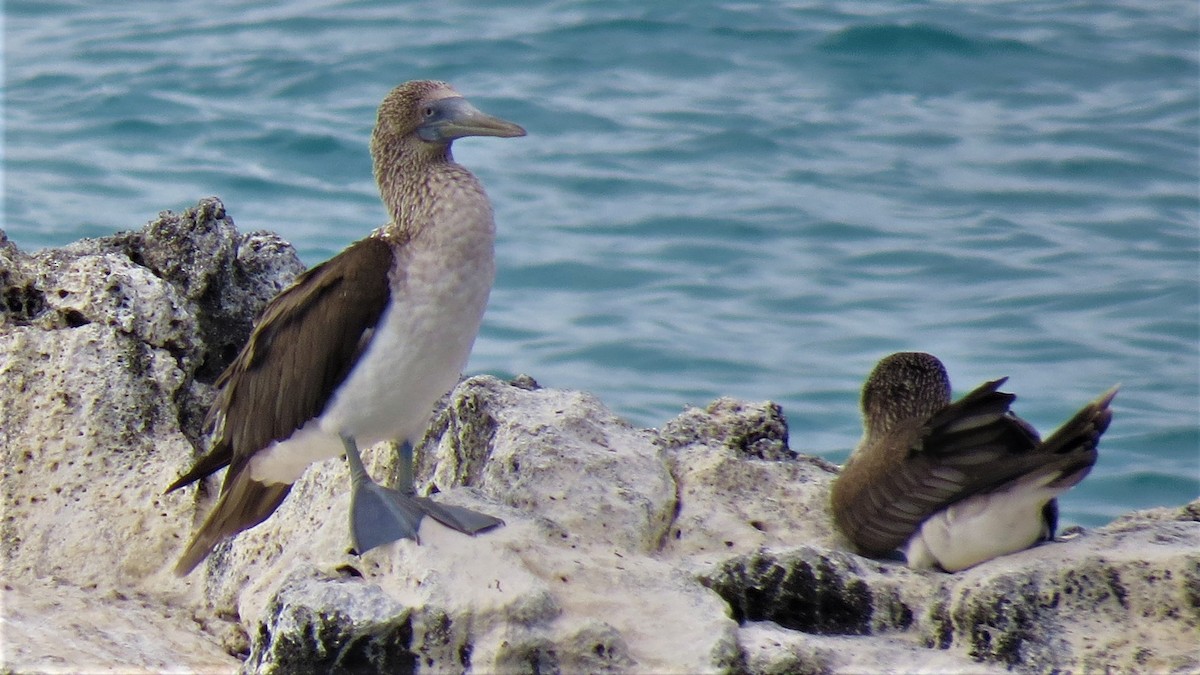 Blue-footed Booby - ML533146591