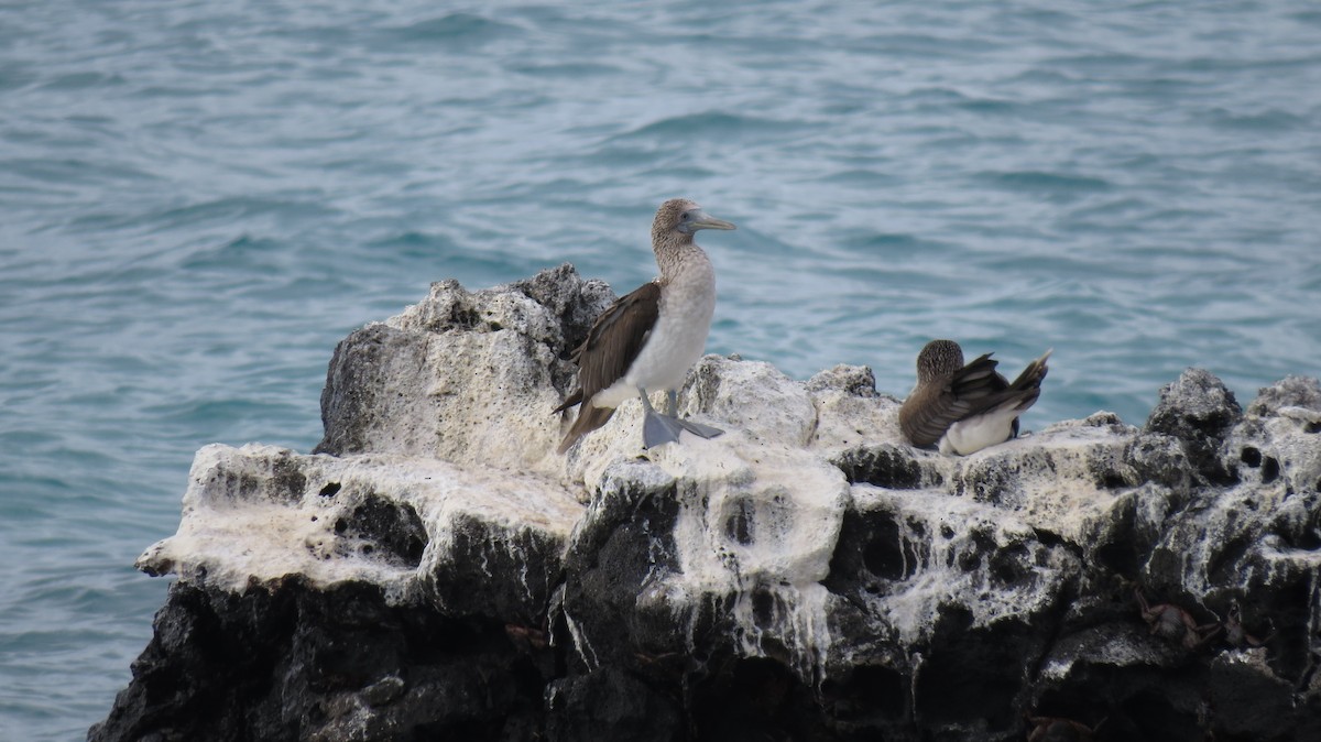 Blue-footed Booby - ML533146651