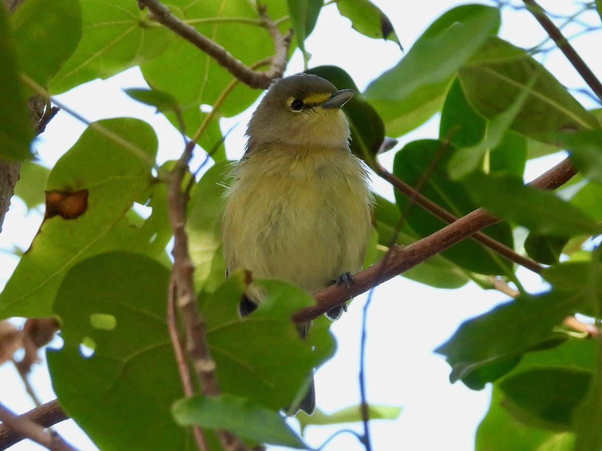 Thick-billed Vireo - ML533147271