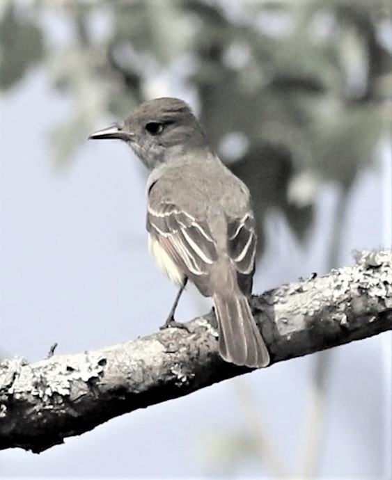Ash-throated Flycatcher - Mike Riley